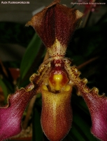 Имя файла=Paphiopedilum_hirsutissimum_2-1.jpg
Размер файла=344КБ
Размеры=765x1000
Дата=Март 31, 2009 Paphiopedilum_hirsutissimum_2-1.jpg
