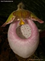 Имя файла=Paphiopedilum_micranthum_2-2.jpg
Размер файла=234КБ
Размеры=745x1000
Дата=Март 31, 2009 Paphiopedilum_micranthum_2-2.jpg