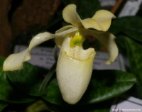 Имя файла=Paphiopedilum_sp_2-2.jpg
Размер файла=196КБ
Размеры=1000x794
Дата=Март 31, 2009 Paphiopedilum_sp_2-2.jpg