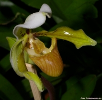 Имя файла=Paphiopedilum_sp_2-4.jpg
Размер файла=237КБ
Размеры=1000x987
Дата=Март 31, 2009 Paphiopedilum_sp_2-4.jpg