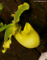 Имя файла=Paphiopedilum_sp_2-6.jpg
Размер файла=279КБ
Размеры=783x1000
Дата=Март 31, 2009 Paphiopedilum_sp_2-6.jpg