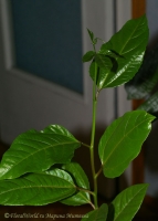 Passiflora_2008_06-2.jpg