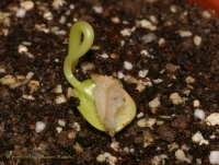 Passiflora_alata-2(1).jpg