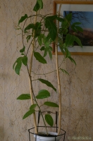 Passiflora_edulis_9-1.jpg