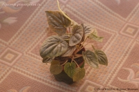 Peperomia_griseoargentea_12_10-1.jpg