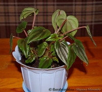 Peperomia_marmorata_Kirsten.jpg