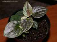 Peperomia_marmorata_cv-1.jpg