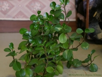 Peperomia_obtusifolia_2008-.jpg