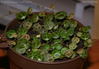 Peperomia_prostrata.jpg