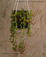 Peperomia_prostrata_4-1.jpg