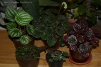 Peperomia_vse-1.jpg