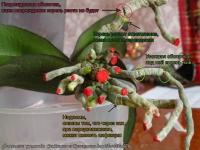 Phalaenopsis-root-Semenovna.jpg