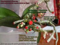 Phalaenopsis-root-Semenovna.jpg