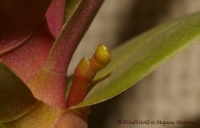 Phalaenopsis_2-10-06.jpg