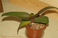 Имя файла=Phalaenopsis_3-10-06.jpg
Размер файла=125КБ
Размеры=900x598
Дата=Июнь 10, 2008 Phalaenopsis_3-10-06.jpg