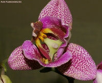 Phalaenopsis_Pink_Panther_2-2.jpg