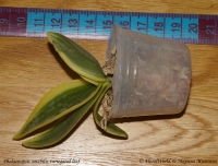 Phalaenopsis_amabilis_variegated_1-2.jpg