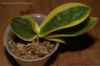 Phalaenopsis_amabilis_variegated_1-3.jpg
