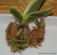 Phalaenopsis_amabilis_variegated_2-1.jpg