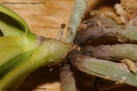 Phalaenopsis_amabilis_variegated_2-3-2.jpg