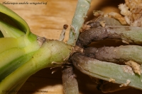 Имя файла=Phalaenopsis_amabilis_variegated_2-3-2.jpg
Размер файла=183КБ
Размеры=1000x665
Дата=Янв 13, 2009 Phalaenopsis_amabilis_variegated_2-3-2.jpg