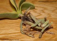 Имя файла=Phalaenopsis_amabilis_variegated_2-3.jpg
Размер файла=200КБ
Размеры=1000x716
Дата=Янв 13, 2009 Phalaenopsis_amabilis_variegated_2-3.jpg