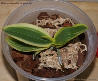 Phalaenopsis_amabilis_variegated_3-1.jpg