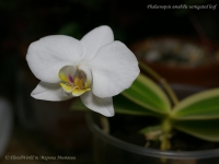 Phalaenopsis_amabilis_variegated_leaf_11_11-4.jpg