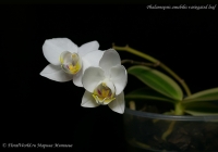 Phalaenopsis_amabilis_variegated_leaf_12_11_1.jpg
