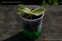 Phalaenopsis_amabilis_variegated_leaf_9_11-1.jpg