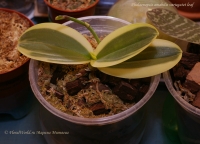 Phalaenopsis_amabilis_variegatet_10_10-1.jpg