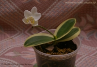 Phalaenopsis_amabilis_variegatet_10_10-5.jpg