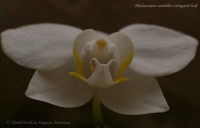 Phalaenopsis_amabilis_variegatet_10_10-8.jpg