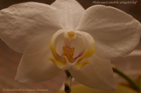 Phalaenopsis_amabilis_variegatet_10_10-9.jpg