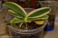 Phalaenopsis_amabilis_variegatet_leaf_01_10-1.jpg