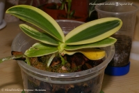 Имя файла=Phalaenopsis_amabilis_variegatet_leaf_01_10-1.jpg
Размер файла=201КБ
Размеры=1000x665
Дата=Авг 24, 2010 Phalaenopsis_amabilis_variegatet_leaf_01_10-1.jpg