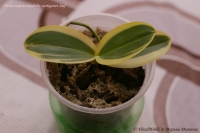 Phalaenopsis_amabilis_variegatet_leaf_08_10-1.jpg