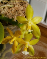 Phalaenopsis_cornu-cervi_alba_x_violacea_alba_10_11-1.jpg
