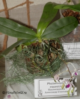 Phalaenopsis_equestris_1-1.jpg