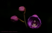 Phalaenopsis_hubrid_11_11-5.jpg