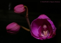 Phalaenopsis_hubrid_11_11-7.jpg