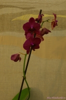 Имя файла=Phalaenopsis_hybr_2-4.jpg
Размер файла=139КБ
Размеры=598x900
Дата=Апр 01, 2009 Phalaenopsis_hybr_2-4.jpg