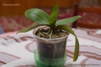 Phalaenopsis_hybrid_08_10-1.jpg