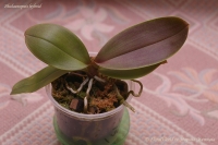 Phalaenopsis_hybrid_3_11-1.jpg