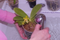 Phalaenopsis_hybrid_5_11-2.jpg