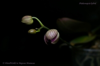 Имя файла=Phalaenopsis_hybrid_beetle_12_11-3.jpg
Размер файла=60КБ
Размеры=1000x665
Дата=Дек 26, 2011 Phalaenopsis_hybrid_beetle_12_11-3.jpg