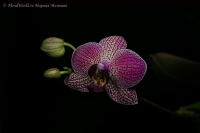 Phalaenopsis_hybrid_beetle_12_11-4.jpg