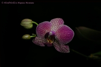 Имя файла=Phalaenopsis_hybrid_beetle_12_11-4.jpg
Размер файла=124КБ
Размеры=1000x665
Дата=Дек 28, 2011 Phalaenopsis_hybrid_beetle_12_11-4.jpg