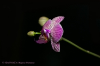 Phalaenopsis_hybrid_beetle_12_11-5.jpg