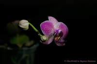 Имя файла=Phalaenopsis_hybrid_beetle_12_11-6.jpg
Размер файла=96КБ
Размеры=1000x665
Дата=Дек 28, 2011 Phalaenopsis_hybrid_beetle_12_11-6.jpg